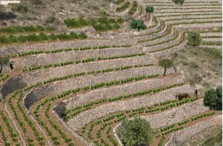 Visites guiades a Pedreguer 2025